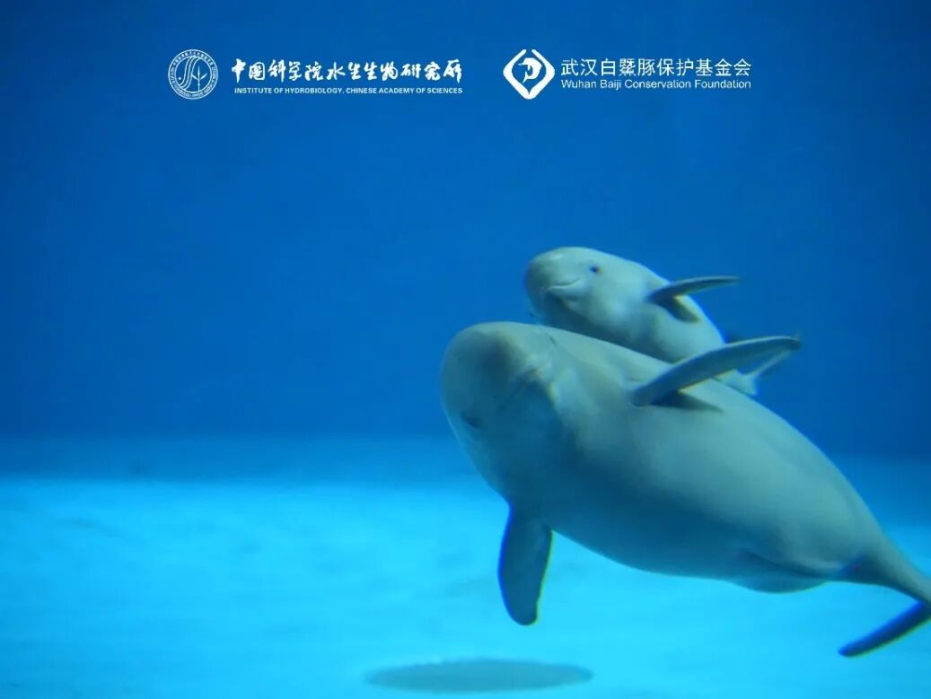 科技守护自然 | AI赋能 绘就大美湖北生态画卷（图1）